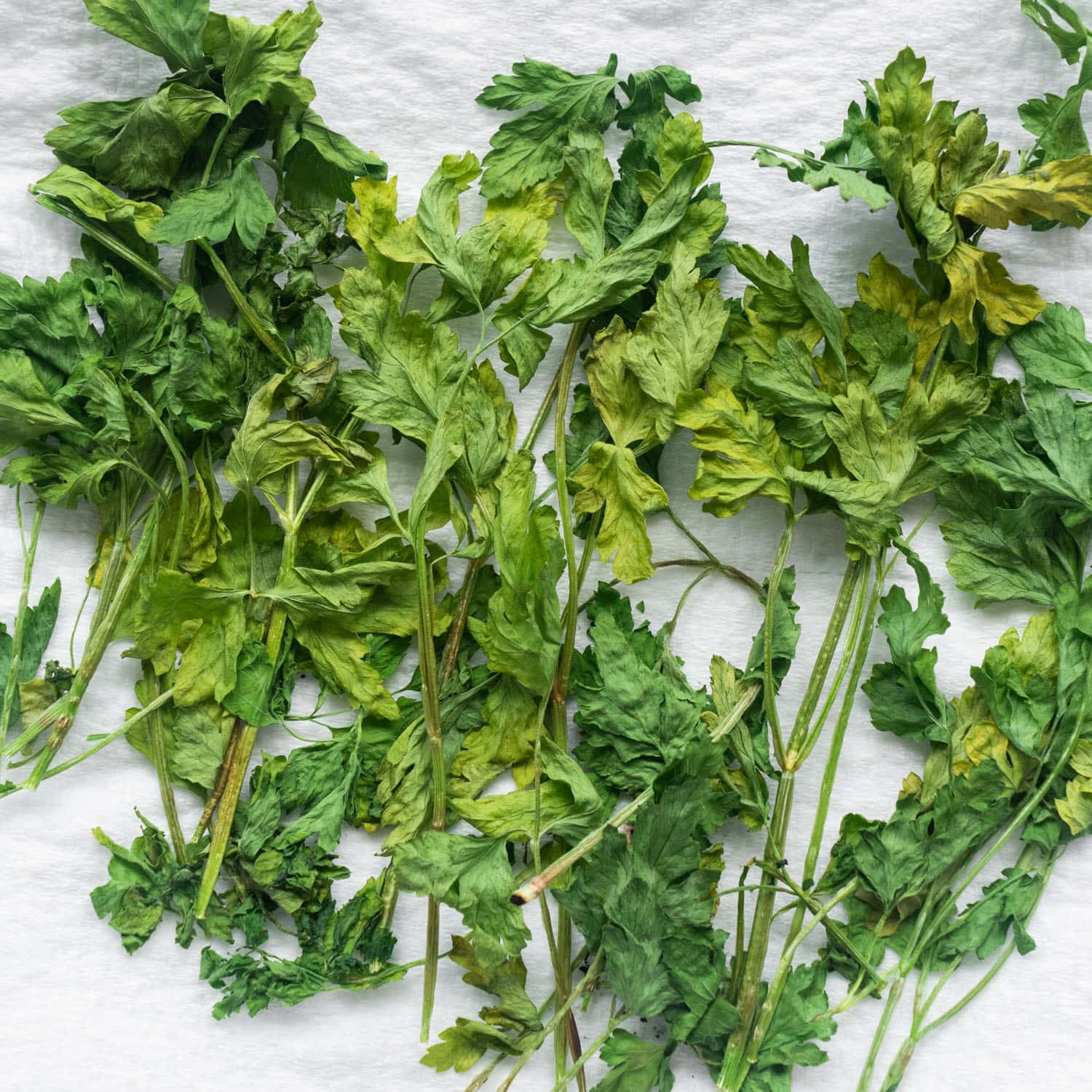 Stop Waste: Easily Dry Parsley With Your Microwave for Lasting Herbs